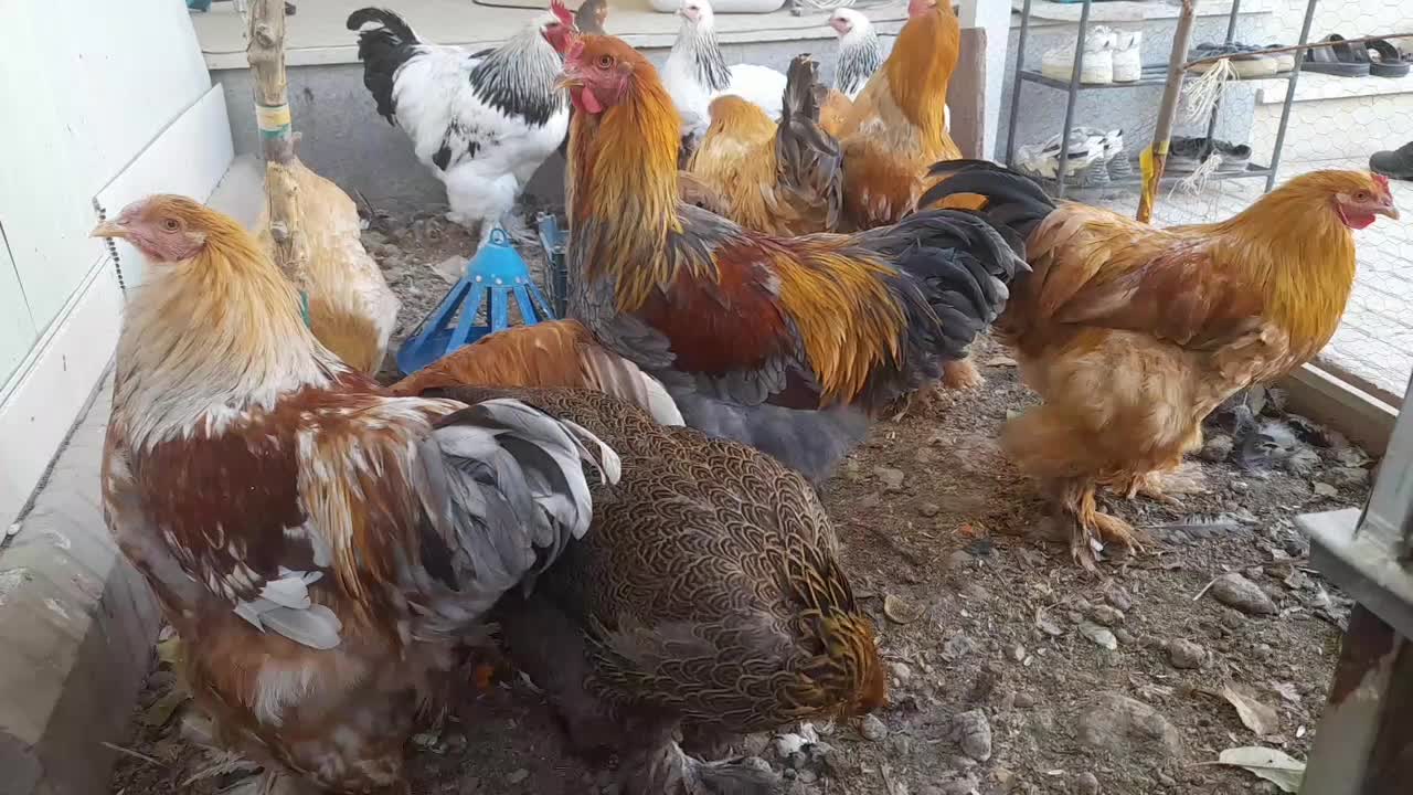 مرغ و خروس برهما تاقچه بوف بلوبوف پاتریج|حیوانات مزرعه|گلبهار, شهر جدید گلبهار|دیوار