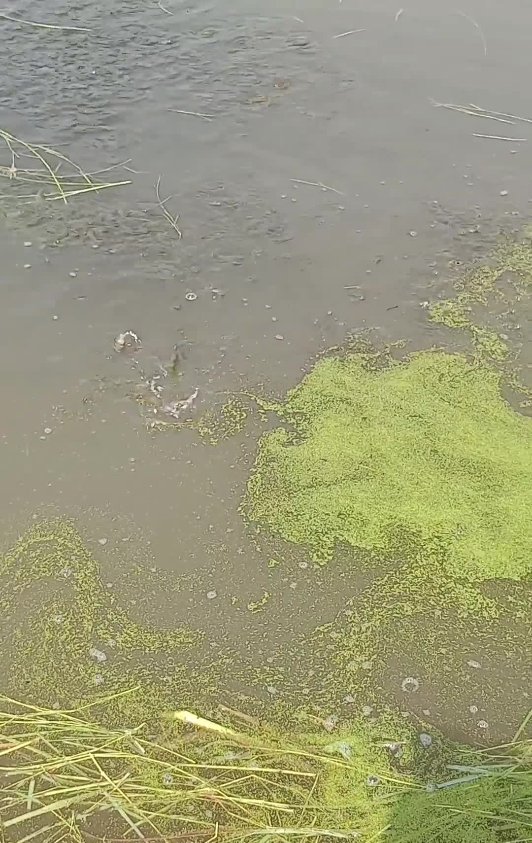 پرورش ماهی دراستخر اب ثابت ماهی امور سفید کَپوُر|ماهی|اصفهان, ملاصدرا|دیوار