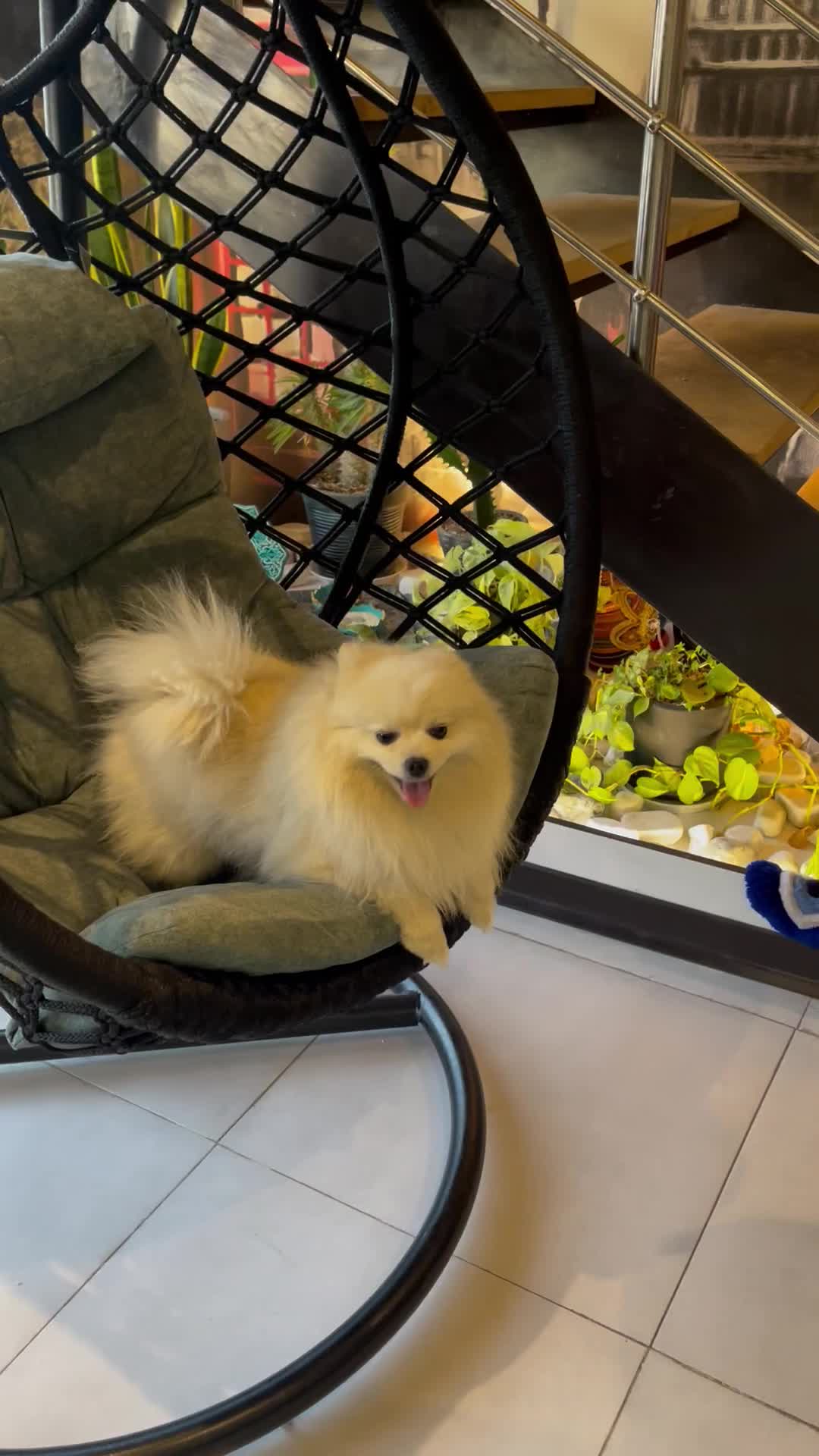 یک عدد سگ نر پامرین|سگ|کرج, عظیمیه|دیوار