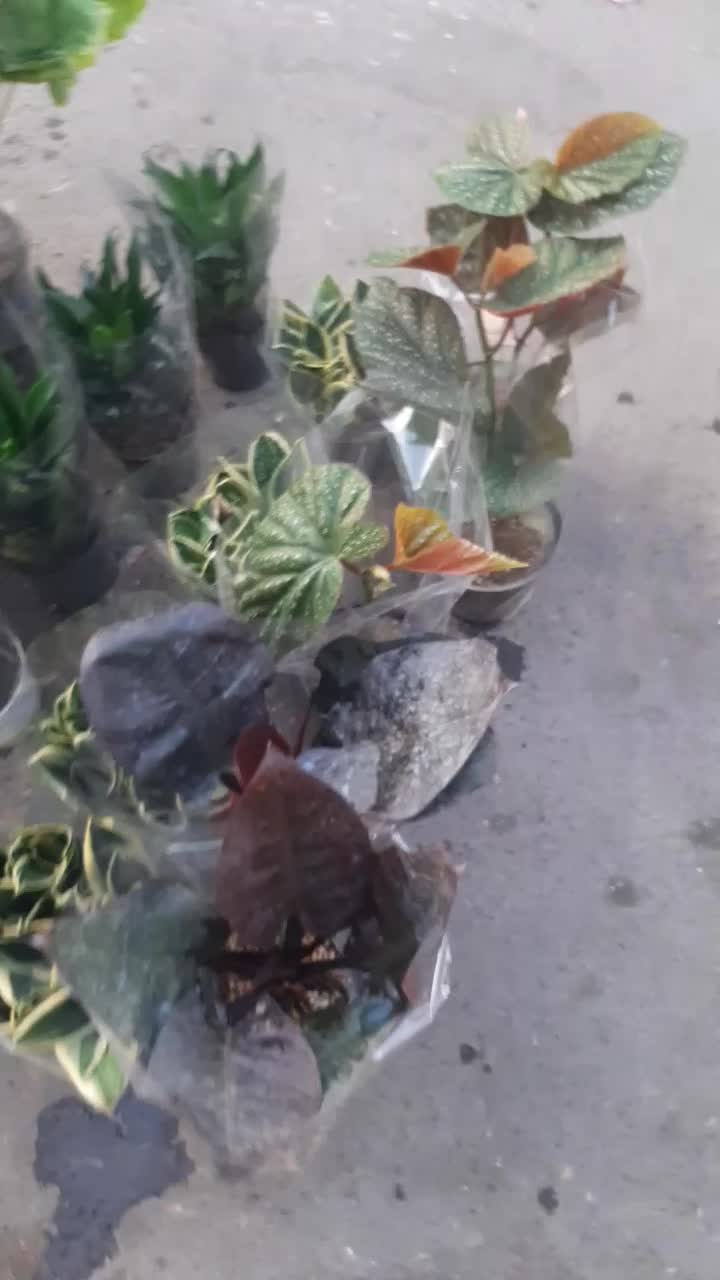 انواع گل آپارتمانی فقط و فقط ۱۰۰تومن|گل و گیاه طبیعی|نسیم‌شهر, |دیوار