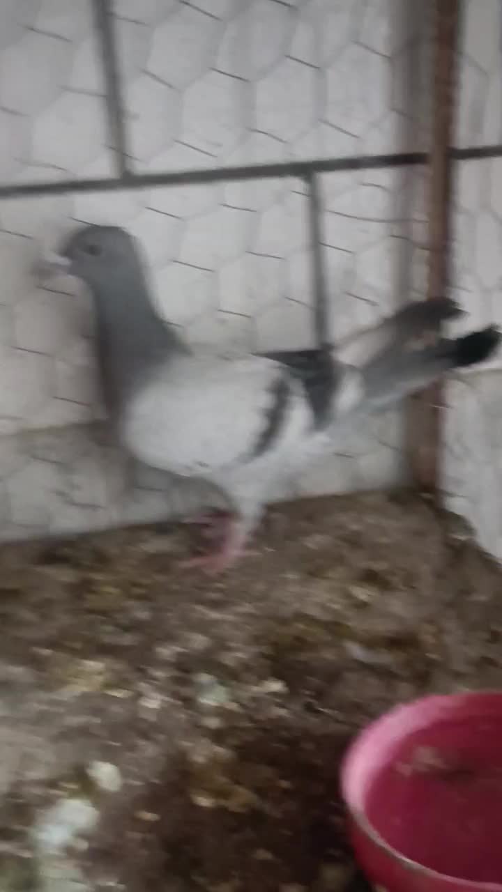 دوتا کفتر سبز جوجه دوتاش هم نر|پرنده|جهرم, |دیوار