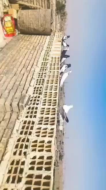 پرنده کبوتر رنگی|پرنده|کیانشهر, |دیوار