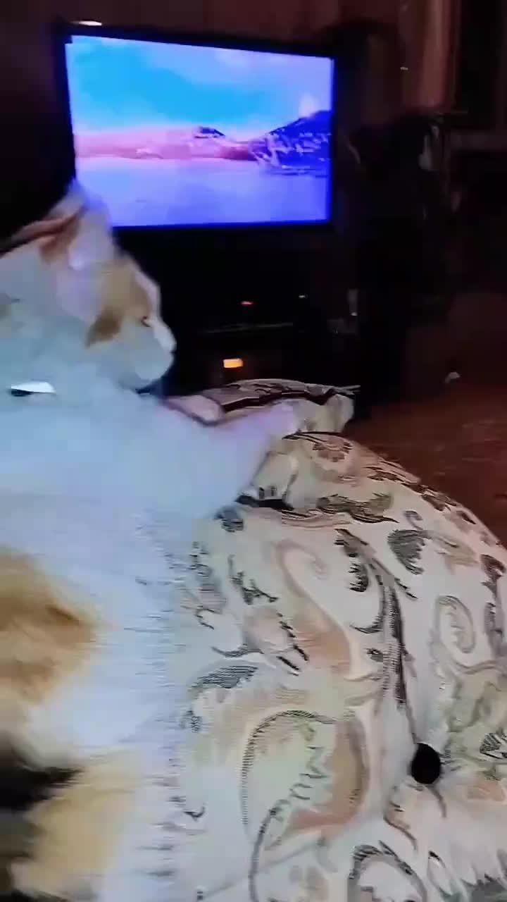 DHS PERSIAN|گربه|رباطکریم, رباطکریم|دیوار