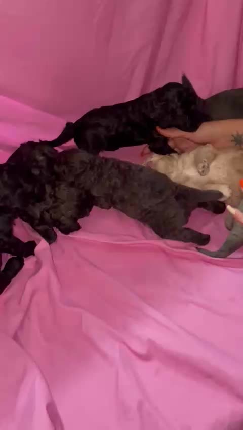 تاینی توی پودل|سگ|تهران, درختی|دیوار