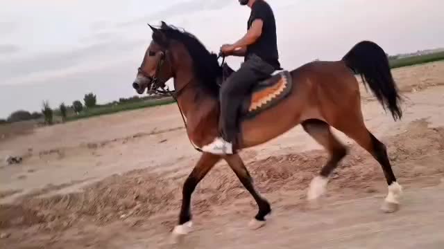 نریان دره شور پر خون خوش سواری کاملا آرام|اسب و تجهیزات اسب‌سواری|اسالم, |دیوار