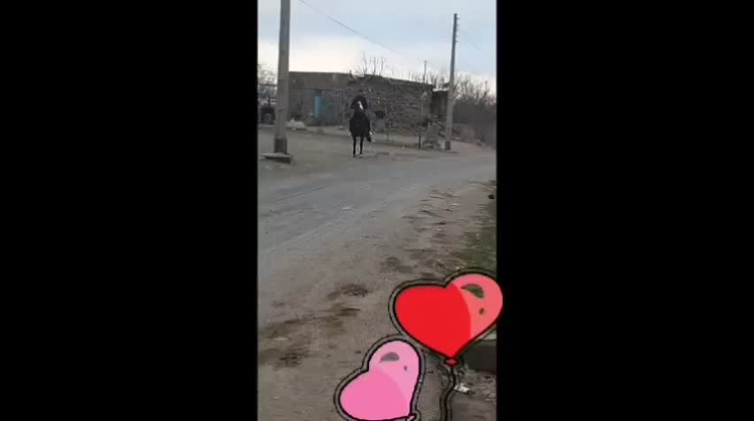 باسلام اسب کردپنچ نشان ازنژادجوشن تبریز|اسب و تجهیزات اسبسواری|مشگین شهر, |دیوار