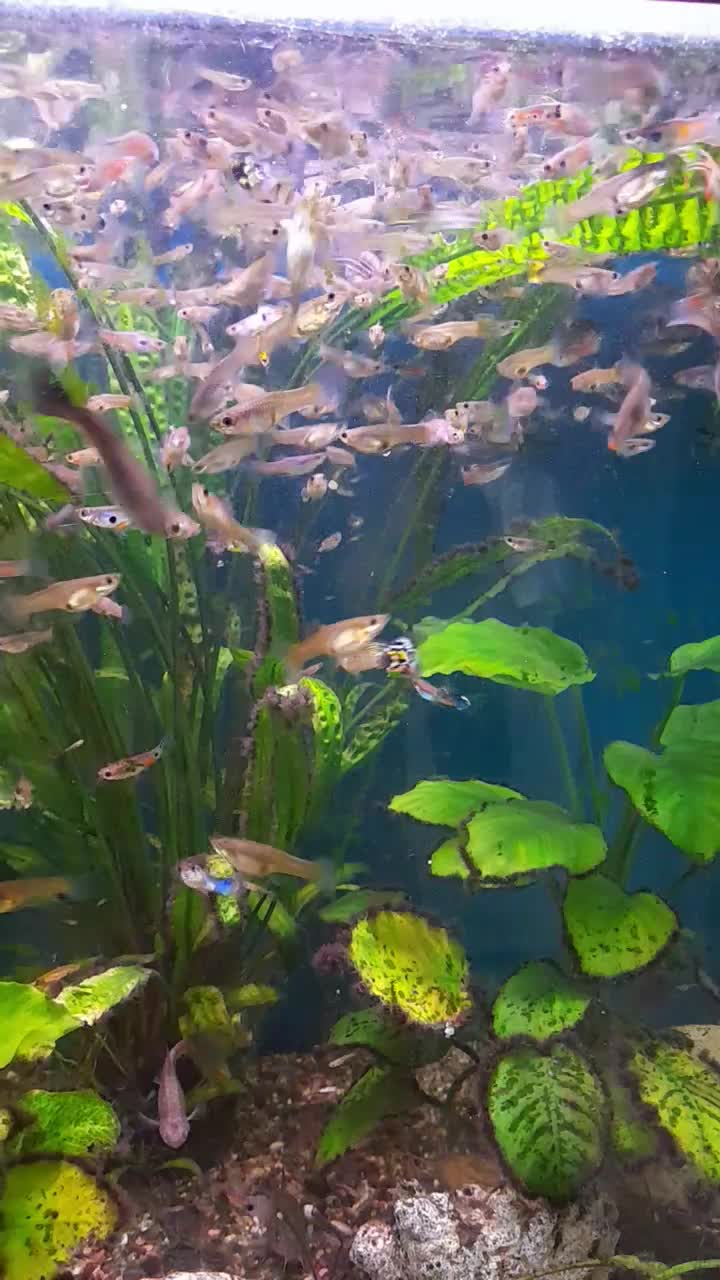 غذای زنده میکروورم و ماهی گوپی|ماهی|اصفهان, طامه|دیوار