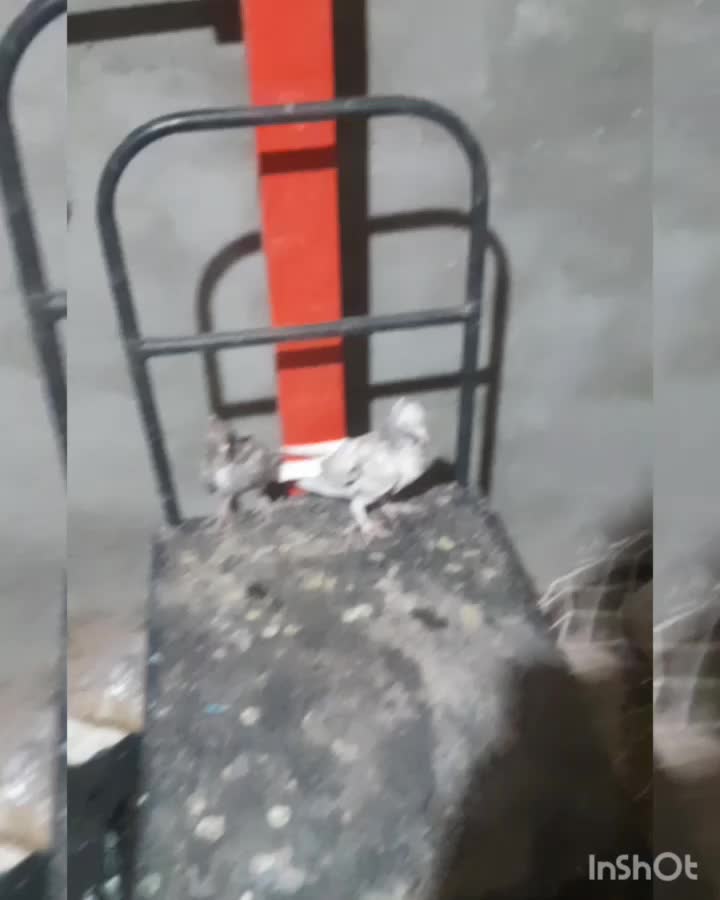 یک جفت هفت رنگ دم سفید جوجه یه آقال|پرنده|کاشمر, |دیوار