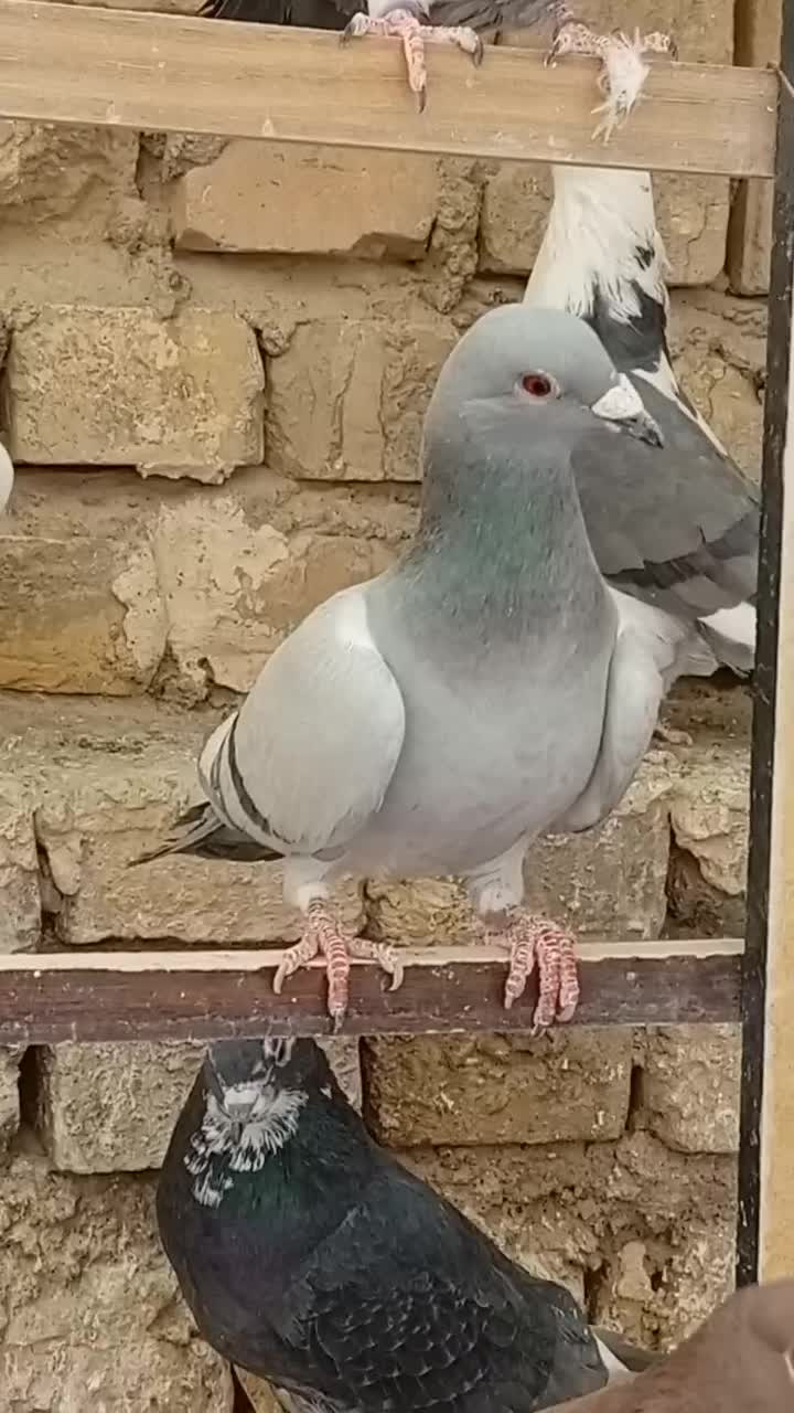 بچه کفتر کاغذی|پرنده|حمیدیا, |دیوار