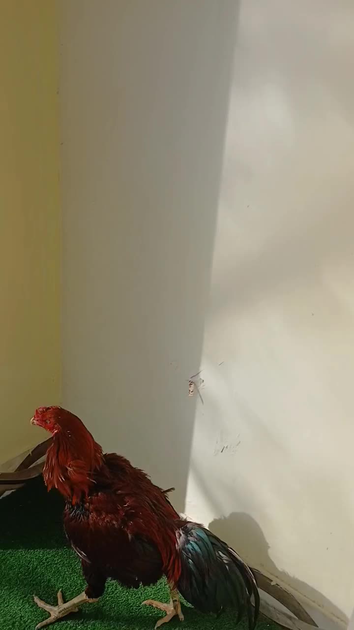 خروس لاری|حیوانات مزرعه|رشت, چله خانه|دیوار