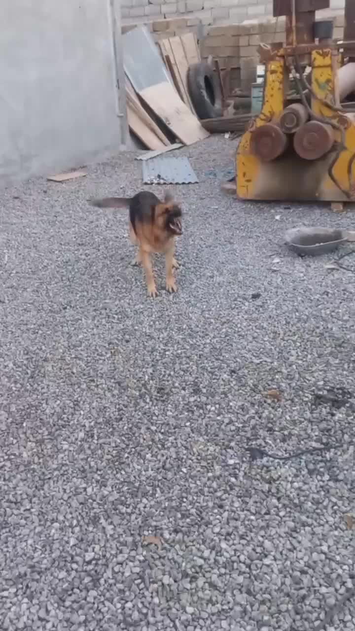 ژرمن و پاکوتاه|سگ|شهرکرد, |دیوار