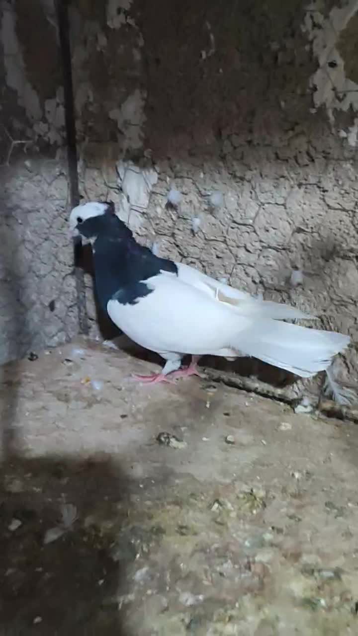 طوق سیاه ماده خوشکل دوبردار|پرنده|شیراز, تل حسین‌آباد|دیوار