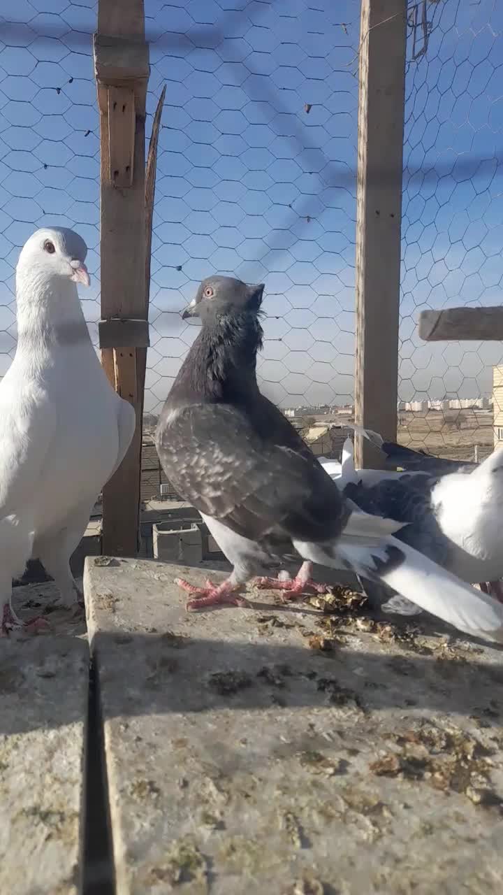 کبوتر فروشی|پرنده|مشهد, نیزه|دیوار