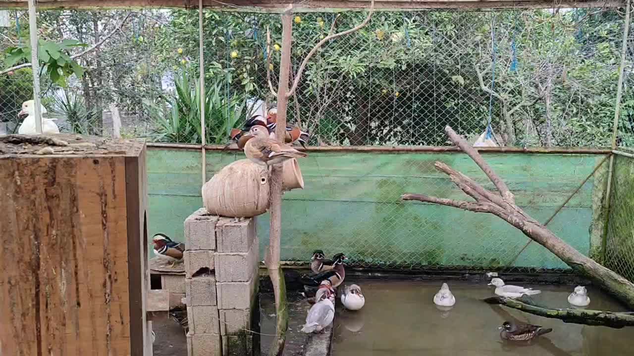 ماندارین و کارولین|حیوانات مزرعه|لاهیجان, کوی آزادگان|دیوار