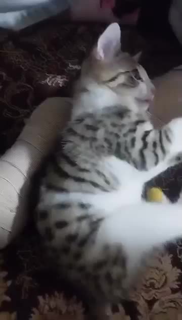 گربه خوشگل  ناز|گربه|گرگان, |دیوار