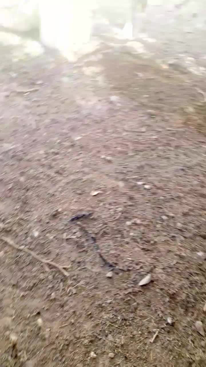 گوسفندنر|حیوانات مزرعه|کرباسک, |دیوار