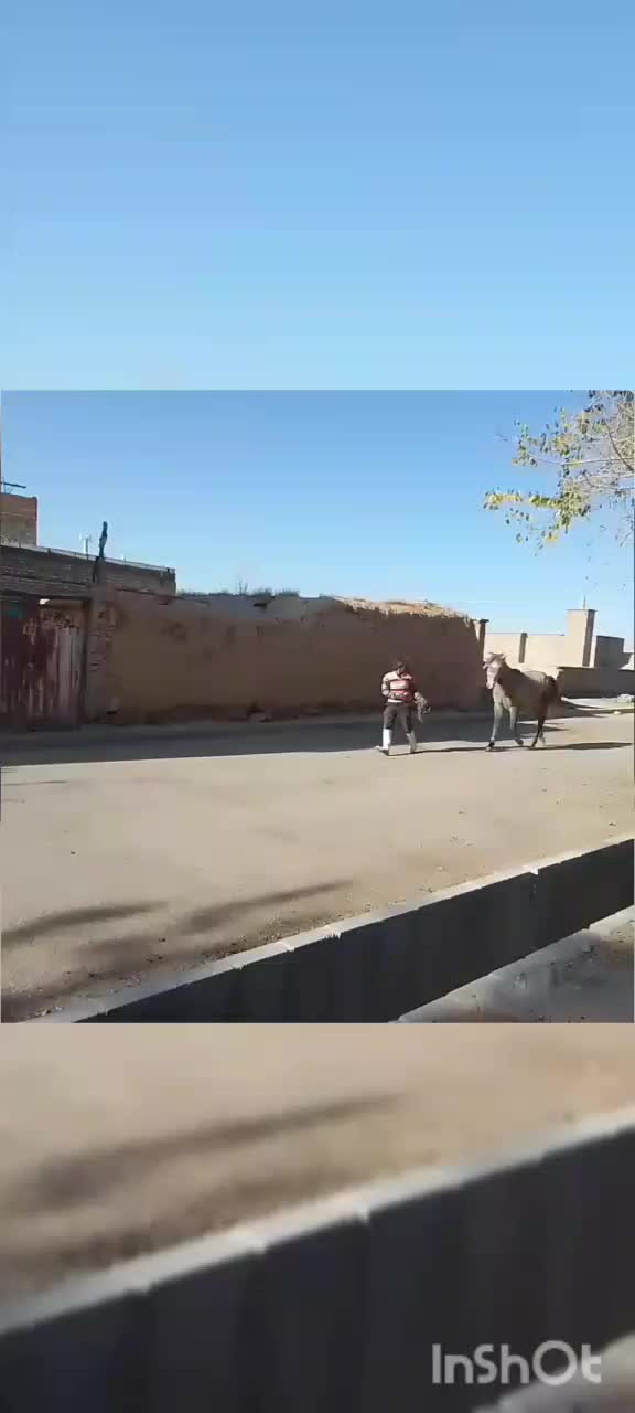 اسب|اسب و تجهیزات اسبسواری|قوچان, |دیوار