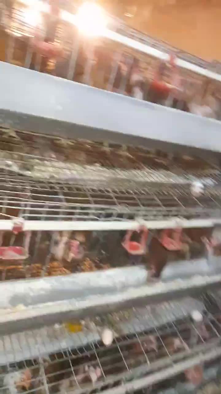 حیوانات پرندگان|حیوانات مزرعه|اصفهان, دارک|دیوار