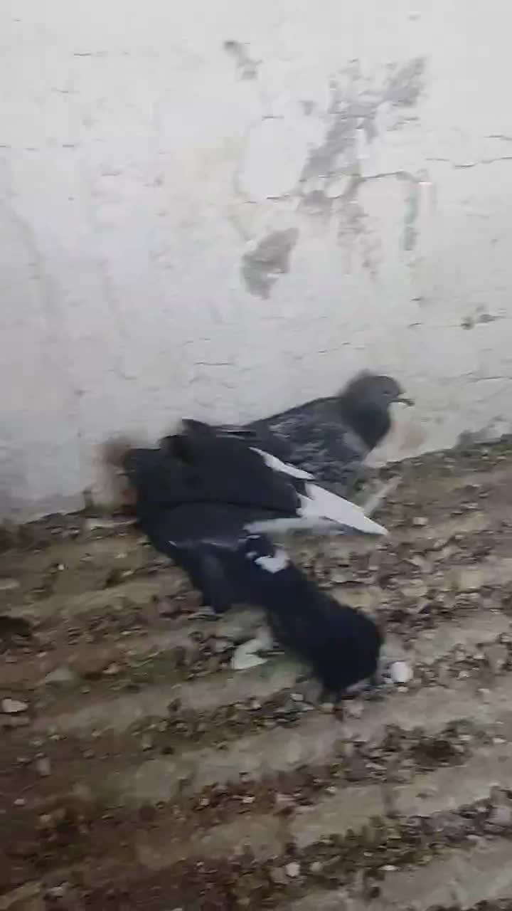 کفتر پلنگ|پرنده|زرند, |دیوار