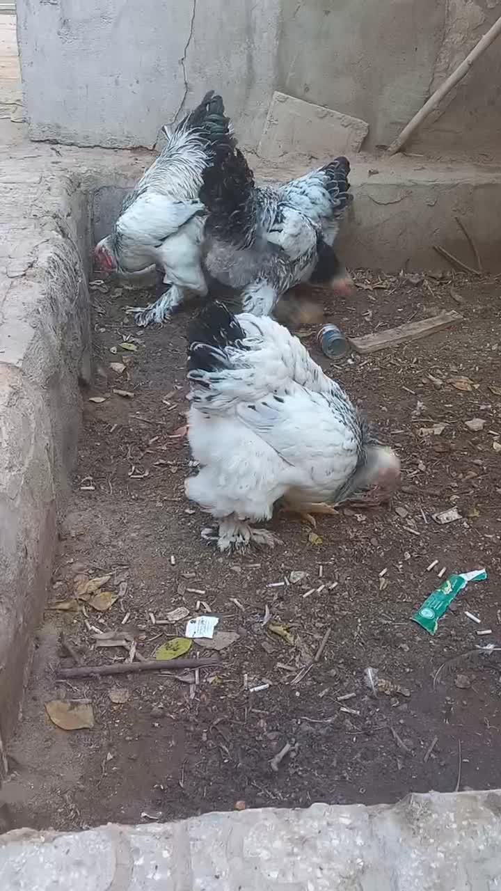 تخمنطفهداربرهما لایت|حیوانات مزرعه|یزد, |دیوار