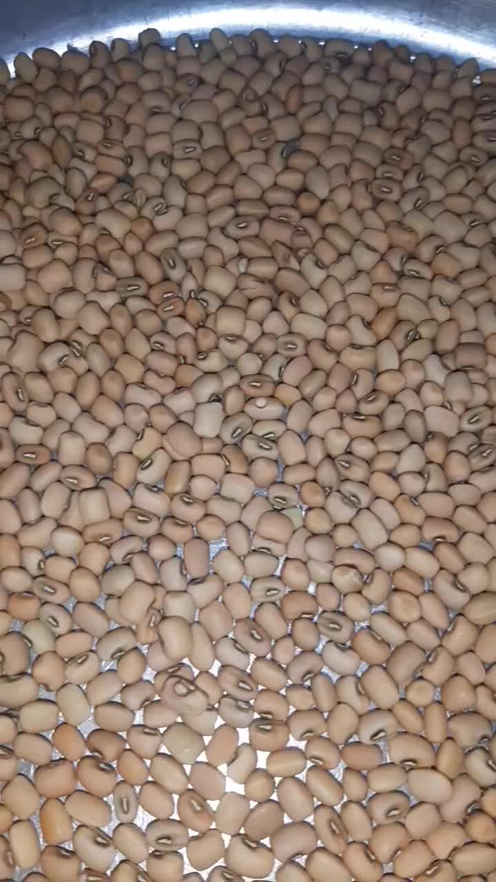 لوبیا آشی،لوبیا عربی،لوبیا محلی،لوبیا کشاورزی|خوردنی و آشامیدنی|کلاله, |دیوار