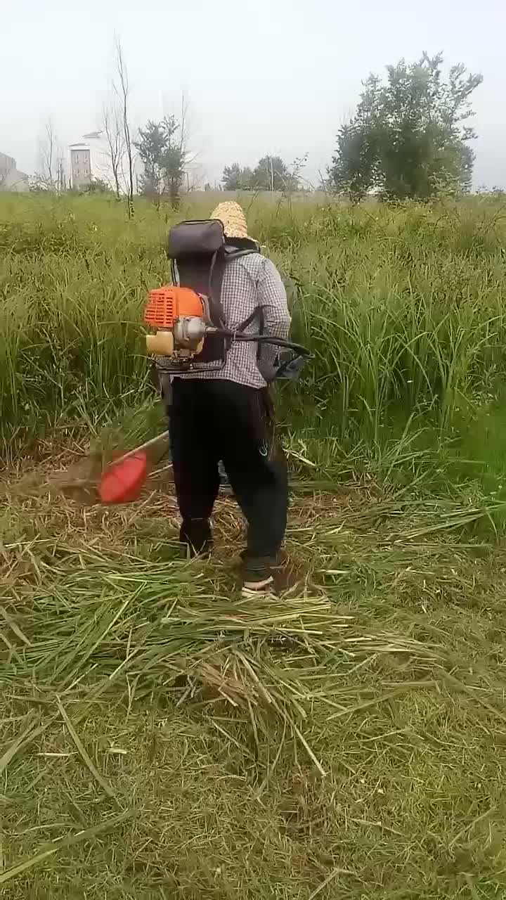 علف زنی|خدمات باغبانی و درختکاری|رشت, نیروی دریایی|دیوار