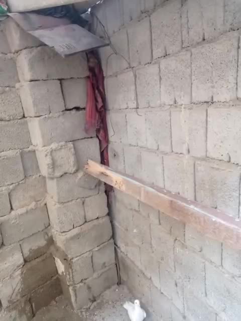 کبوتر|پرنده|سراوان, |دیوار