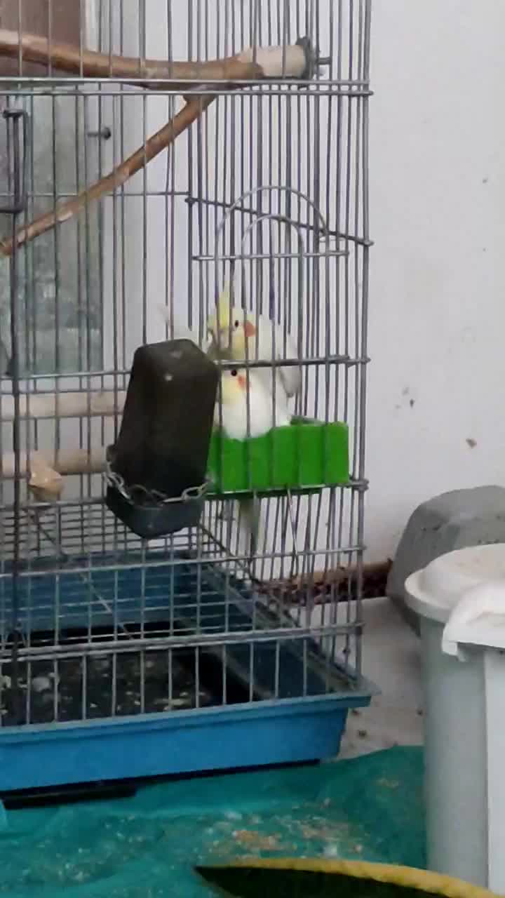 عروس|پرنده|قزوین, |دیوار