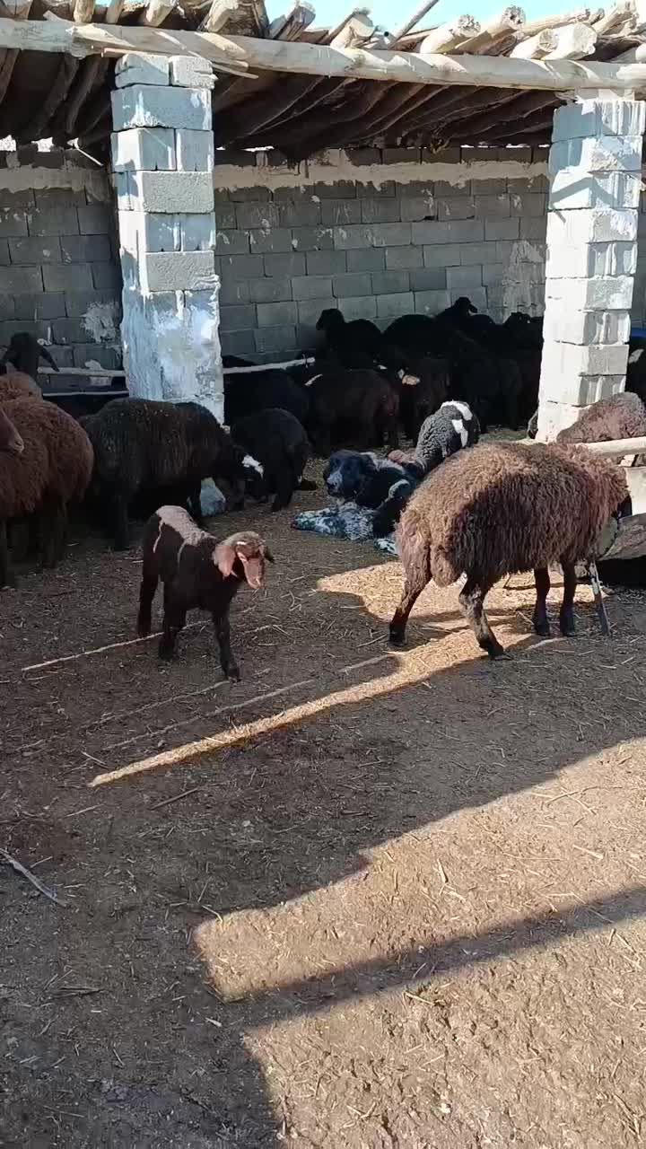 واگذاری نگهبان گله نر ما.ده حسابی|سگ|پیر بکران, |دیوار