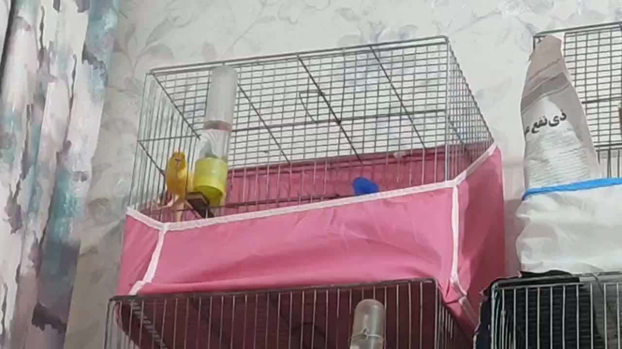 قناری جفت|پرنده|اردبیل, |دیوار