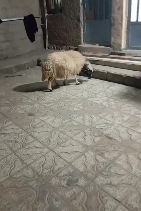 بره /دو راس قوچ داشتی/یک راس گوسفند داشتی ابستن|حیوانات مزرعه|آبدانان, |دیوار