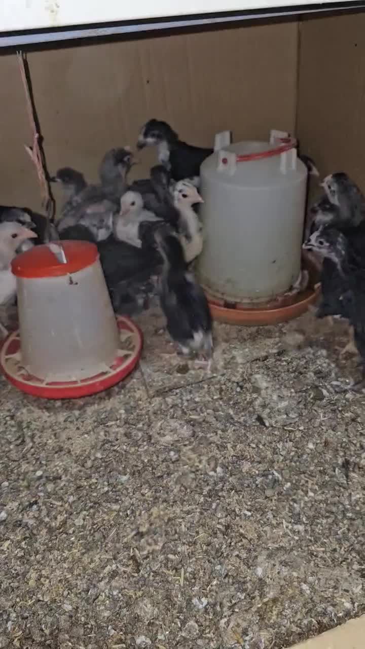 جوجه زینتی|حیوانات مزرعه|اراک, |دیوار