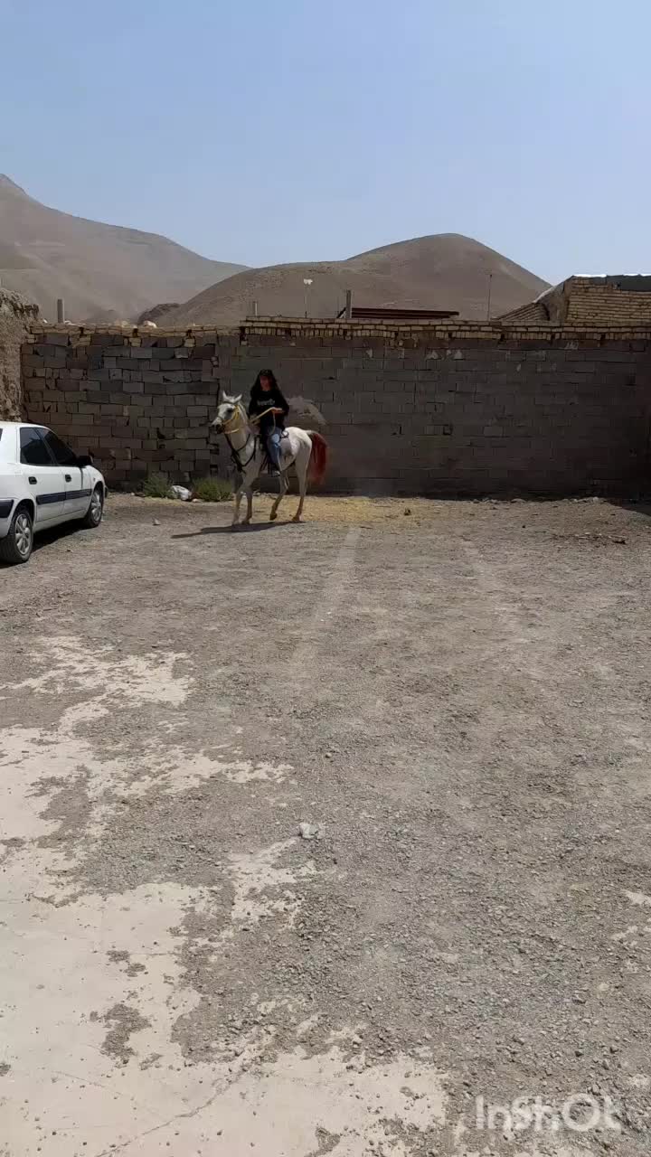 اسب نریان عرب|اسب و تجهیزات اسب‌سواری|تهران, آذری|دیوار