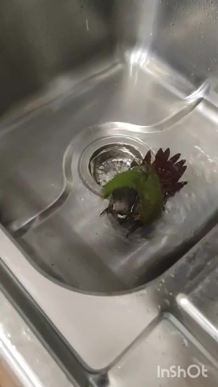 گرینچیک فول دستی|پرنده|بندرعباس, |دیوار