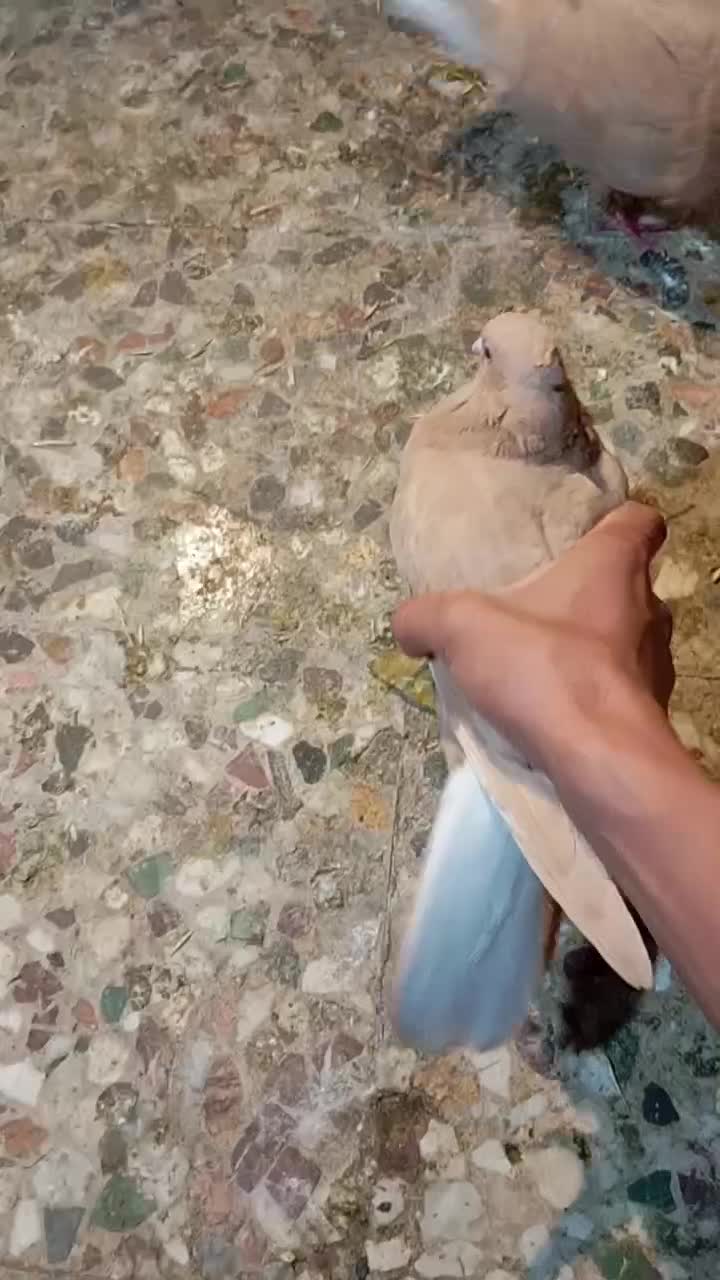 عبدالخان|پرنده|کرخه, |دیوار