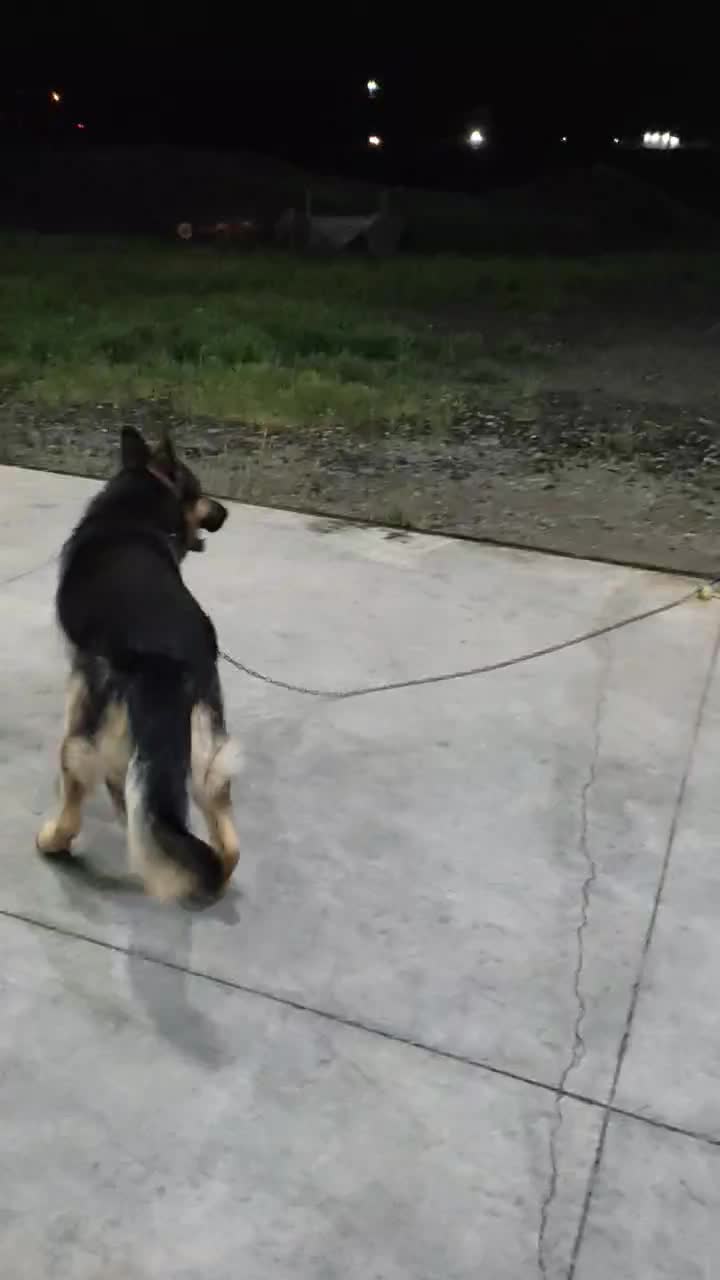 سگ شپرد ژیرمن نگهبان|حیوانات|اشنویه, |دیوار