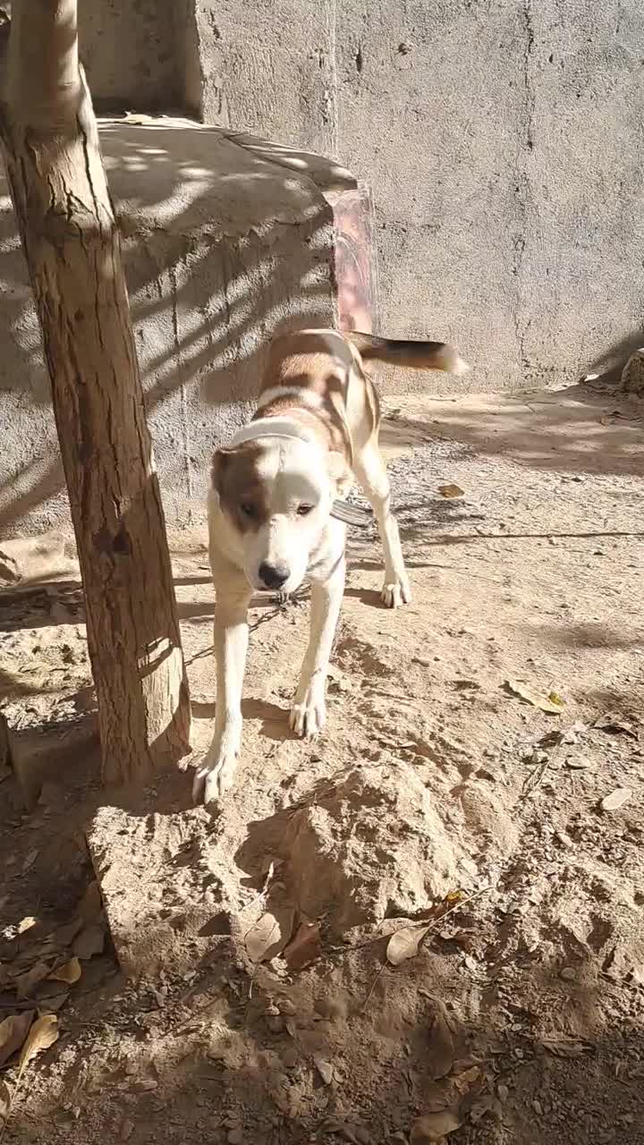 توله الابای ترکمن|سگ|مشهد, میان ولایت|دیوار