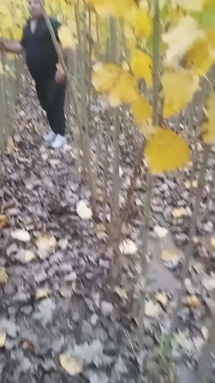 فروش صنوبر ترکیه نیگرا درجه۱|خدمات باغبانی و درختکاری|چادگان, |دیوار