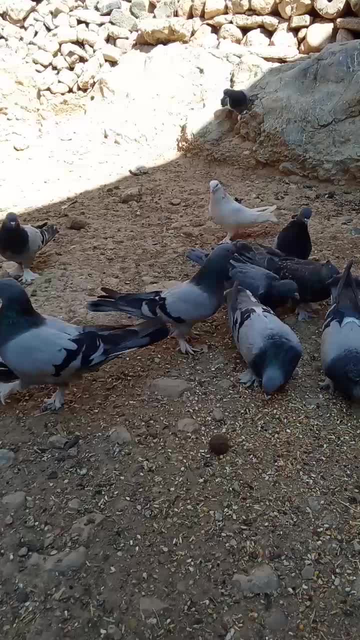 کبوتر پر|پرنده|فارسان, |دیوار
