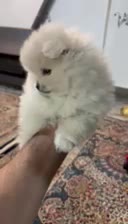 توله پامر خرسی|سگ|مشهد, وکیل‌آباد|دیوار