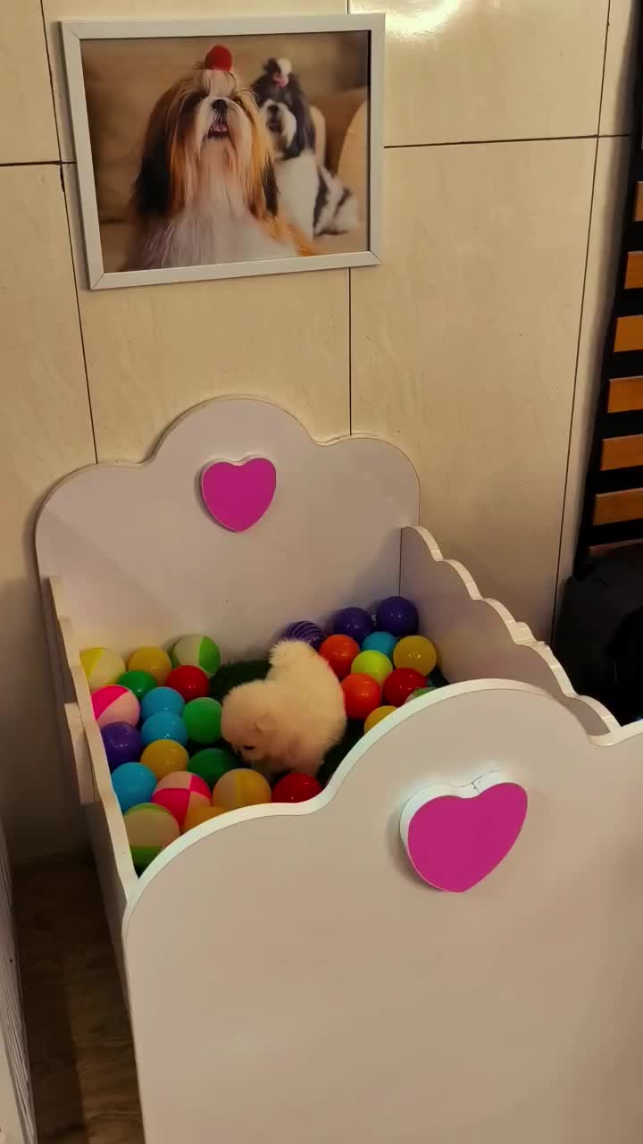 پامرخرسی پامرعروسکی توی پودل مینی شیتزو سگ جیبی|سگ|اصفهان, خانه اصفهان|دیوار