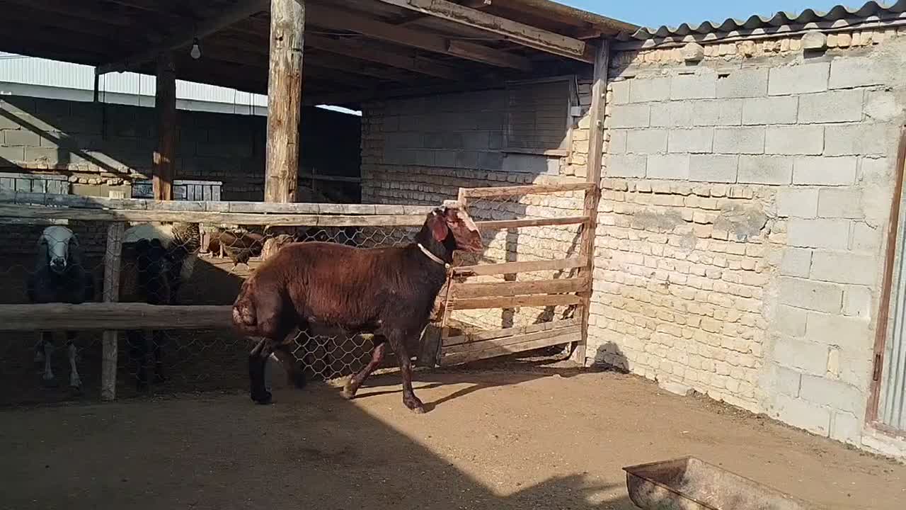 حیوان|حیوانات مزرعه|گمیشان, |دیوار