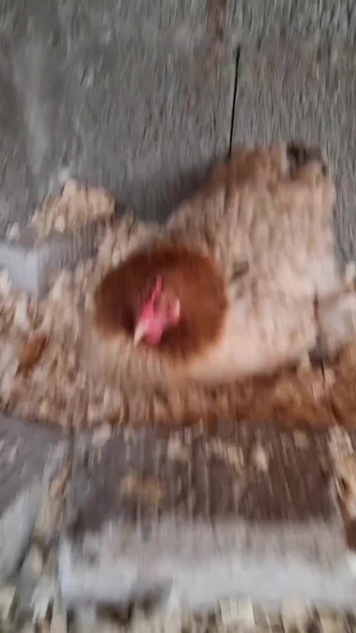 مرغ کوشین کُرچ|حیوانات مزرعه|رشت, تازه آباد|دیوار