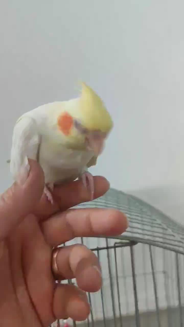 عروس هلندی دستی|پرنده|کاشان, فاز ۲ ناجی آباد|دیوار