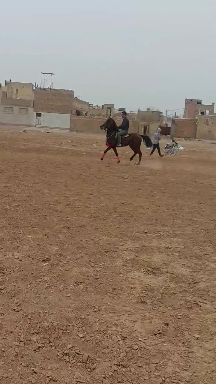 اسب|اسب و تجهیزات اسب‌سواری|شاهین‌شهر, گزبرخوار|دیوار