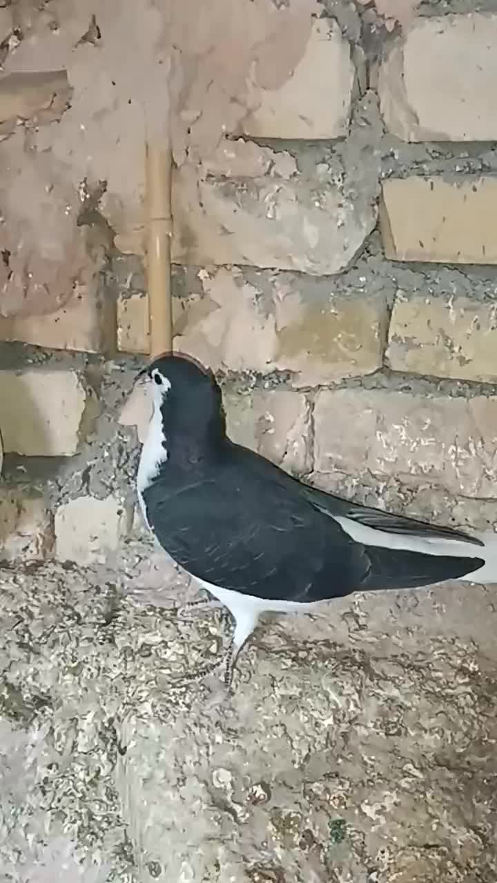 کبوتر|پرنده|اسفراین, |دیوار