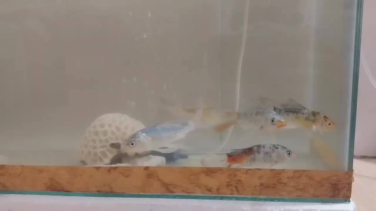 ماهی کویی کوی|ماهی|قزوین, |دیوار