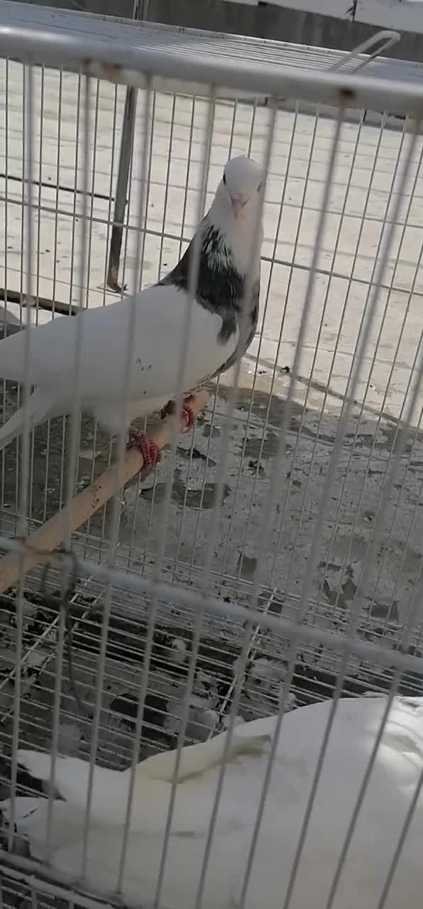 یک جفت طوقی هفت رنگ وسار بادوتا طوقی ماده جوان|پرنده|شیروان (خراسان), |دیوار