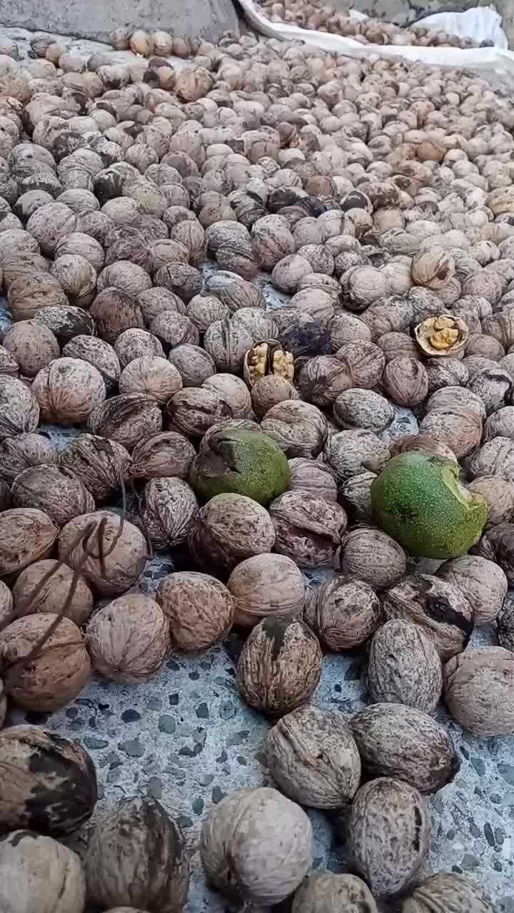 گردو|خوردنی و آشامیدنی|پاوه, |دیوار
