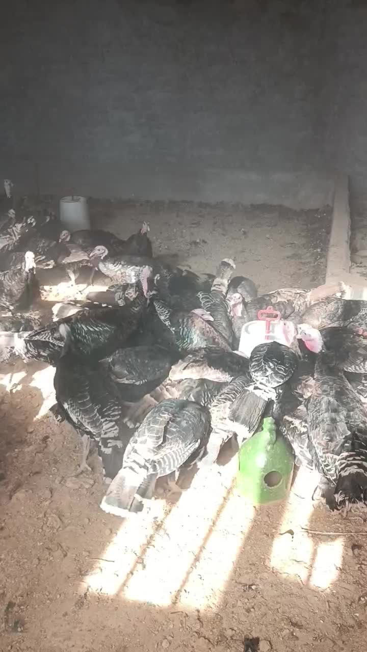 بوقلمون|حیوانات مزرعه|قیدار, |دیوار